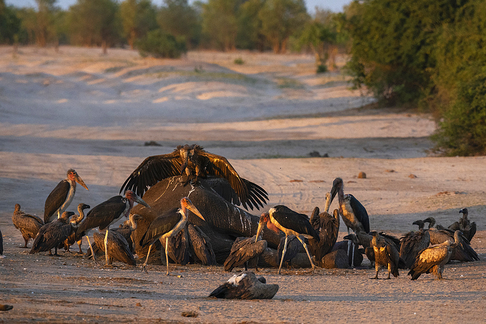 White-backed vultures (Gyps africanus) and Marabou Stork (Leptoptilos crumeniferus) feed on an African elephant (Loxodonta africana), Savuti, Chobe National Park, Botswana, Africa