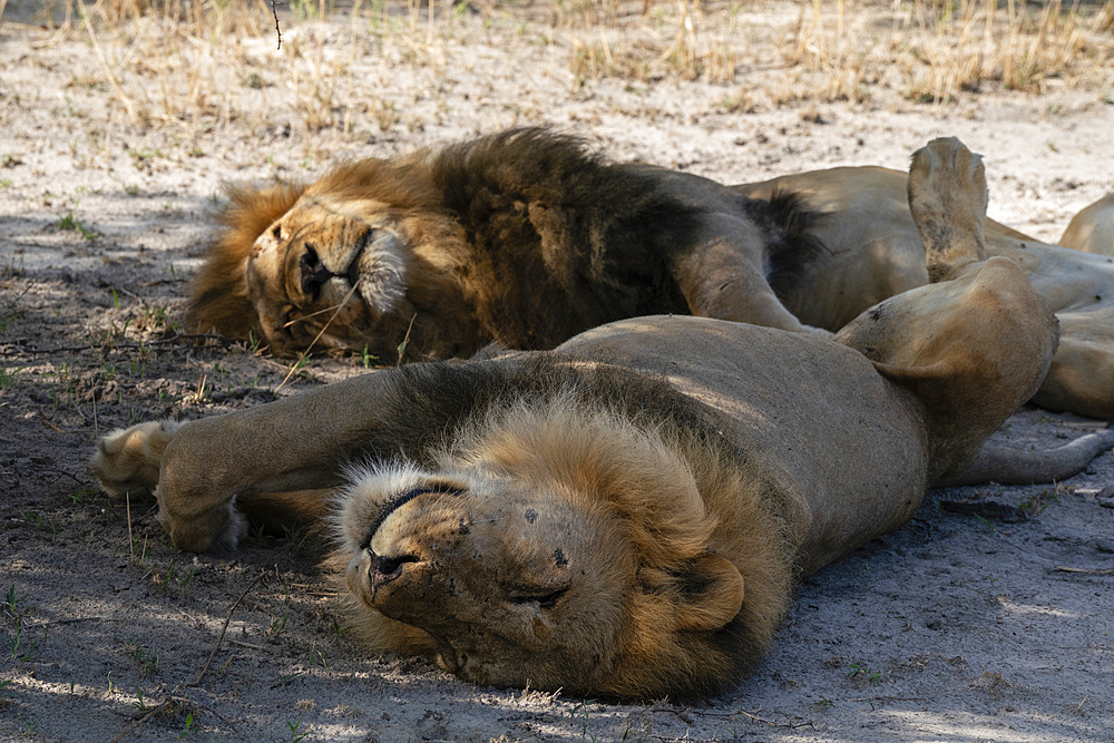 Two lions (Panthera leo) resting in the shade, Savuti, Chobe National Park, Botswana, Africa