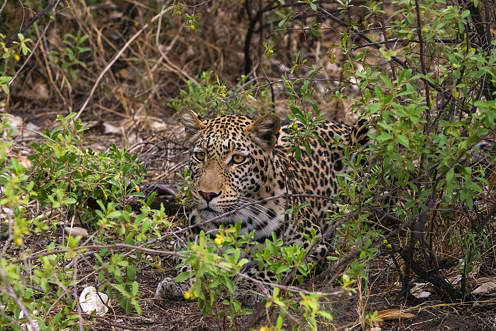 Portrait of a leopard (Panthera pardus), Savuti, Chobe National Park, Botswana, Africa