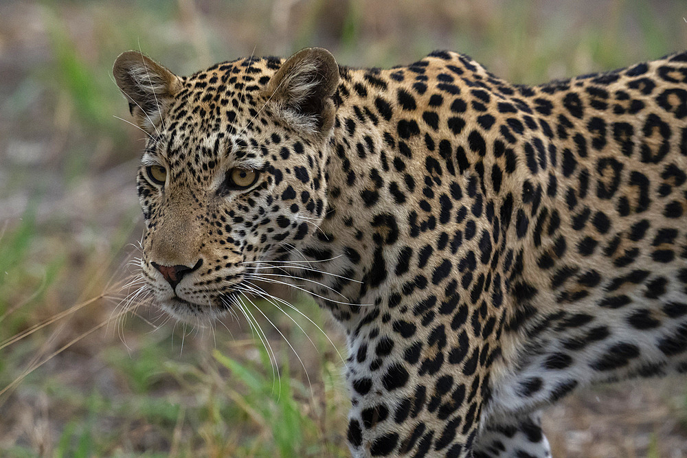 Portrait of a leopard (Panthera pardus), Savuti, Chobe National Park, Botswana, Africa