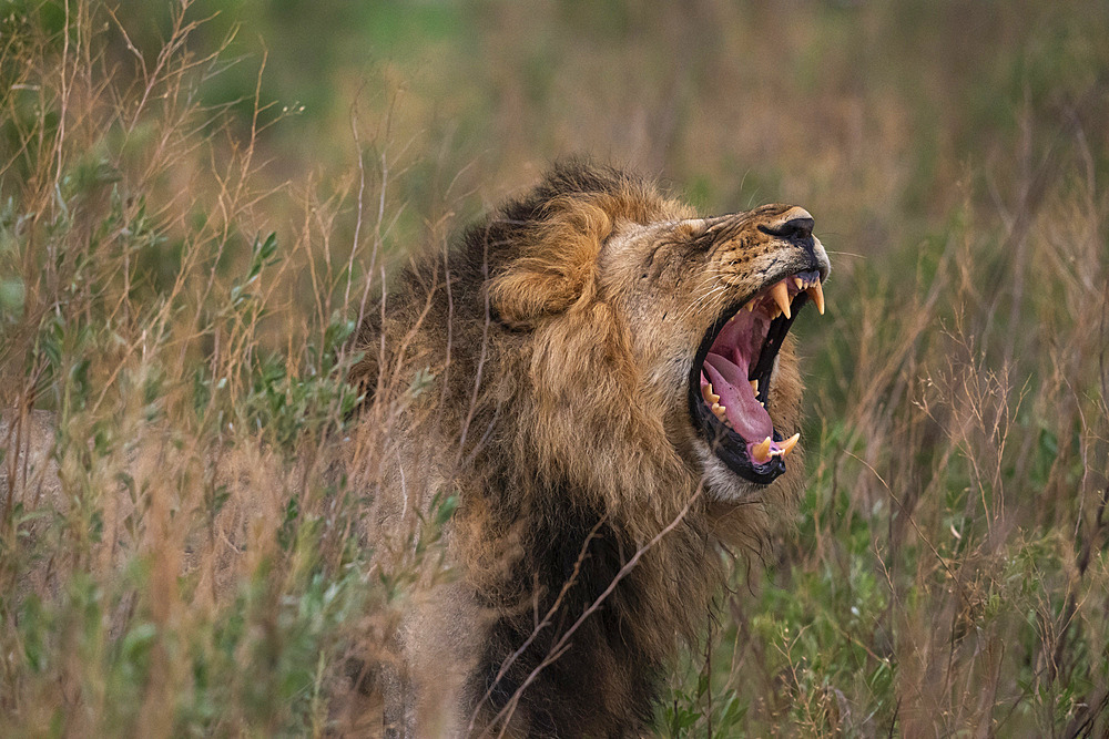 Lion (Panthera leo) flehming, Savuti, Chobe National Park, Botswana, Africa