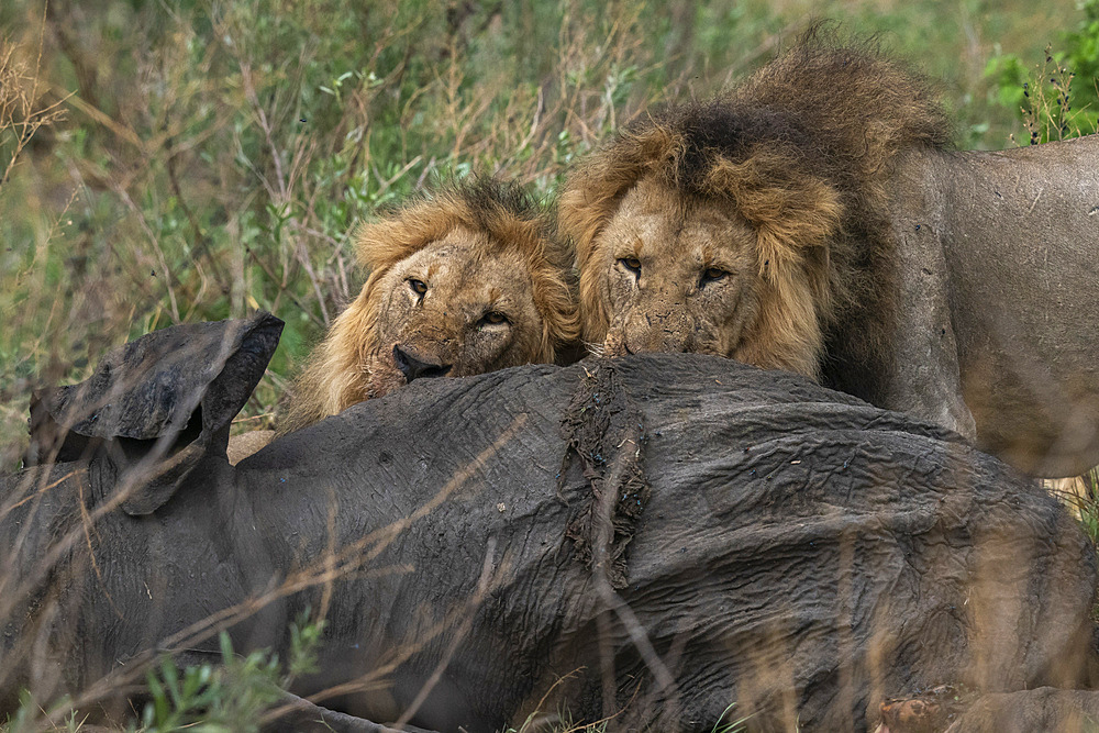 Two male lions (Panthera leo) feed on an African elephant (Loxodonta africana), Savuti, Chobe National Park, Botswana, Africa