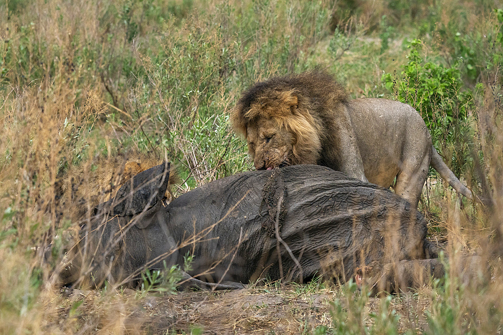 A male lion (Panthera leo) feeds on an African elephant (Loxodonta africana), Savuti, Chobe National Park, Botswana, Africa