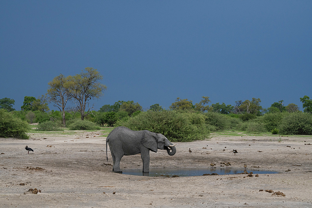 African elephant (Loxodonta africana) at a waterhole, Savuti, Chobe National Park, Botswana, Africa