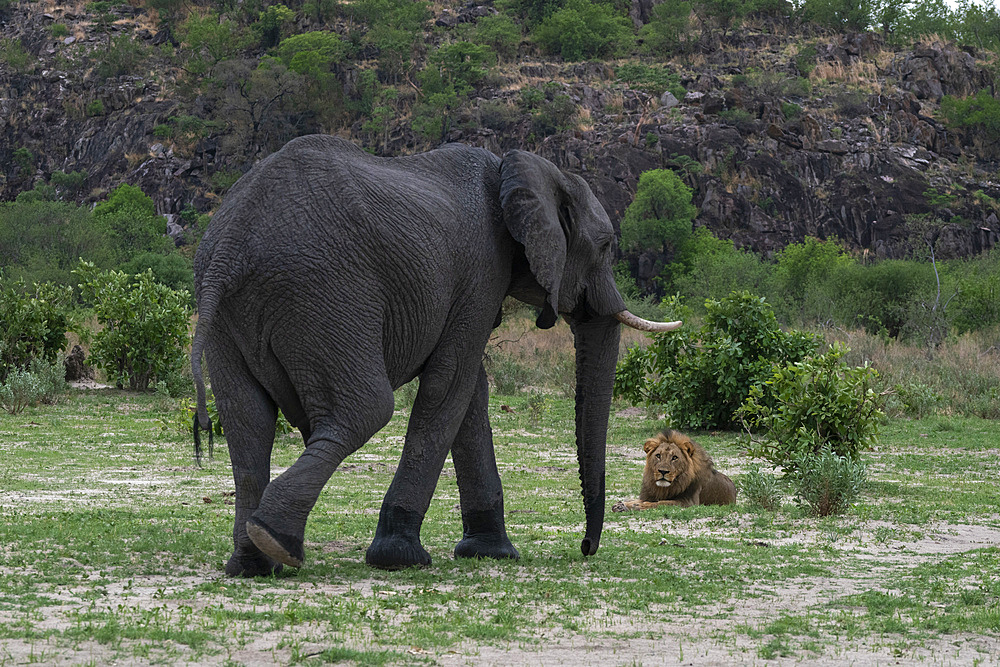 An African elephant (Loxodonta africana) chases away a lion (Panthera leo) resting along its path, Savuti, Chobe National Park, Botswana, Africa