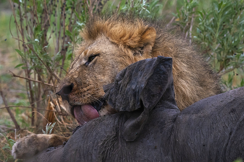 Two male lions (Panthera leo) feed on an African elephant (Loxodonta africana), Savuti, Chobe National Park, Botswana, Africa