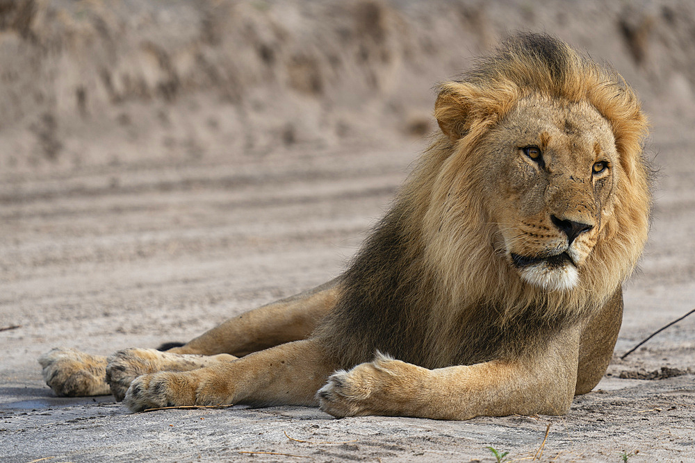 Lion (Panthera leo) resting, Savuti, Chobe National Park, Botswana, Africa