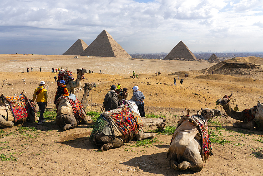 Camels at the Great Pyramids complex, Giza, Egypt.