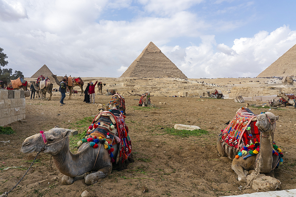 Camels at the Great Pyramids complex, UNESCO World Heritage Site, Giza, Egypt, North Africa, Africa