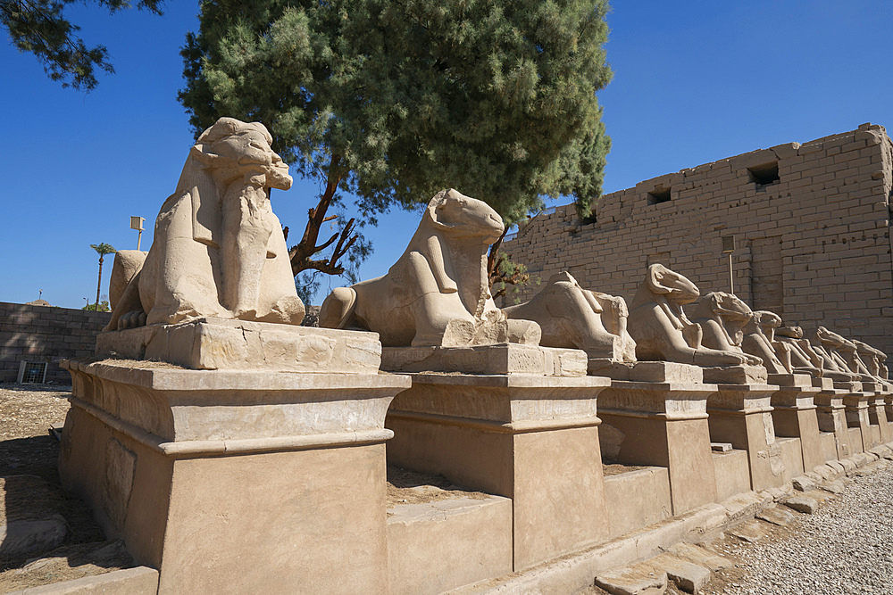 Avenue of Sphinxes, Temple complex of Karnak, UNESCO World Heritage Site, Thebes, Egypt, North Africa, Africa