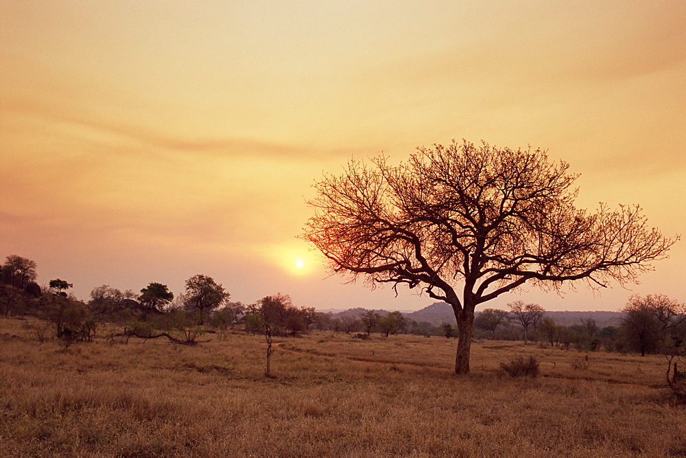 Mala Mala Game Reserve, Sabi Sand Park, South Africa, Africa