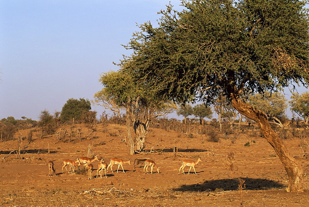 Impala (Aepyceros melampus) and Chacma baboon (Papio ursinus), Mashatu Game Reserve, Botswana, Africa