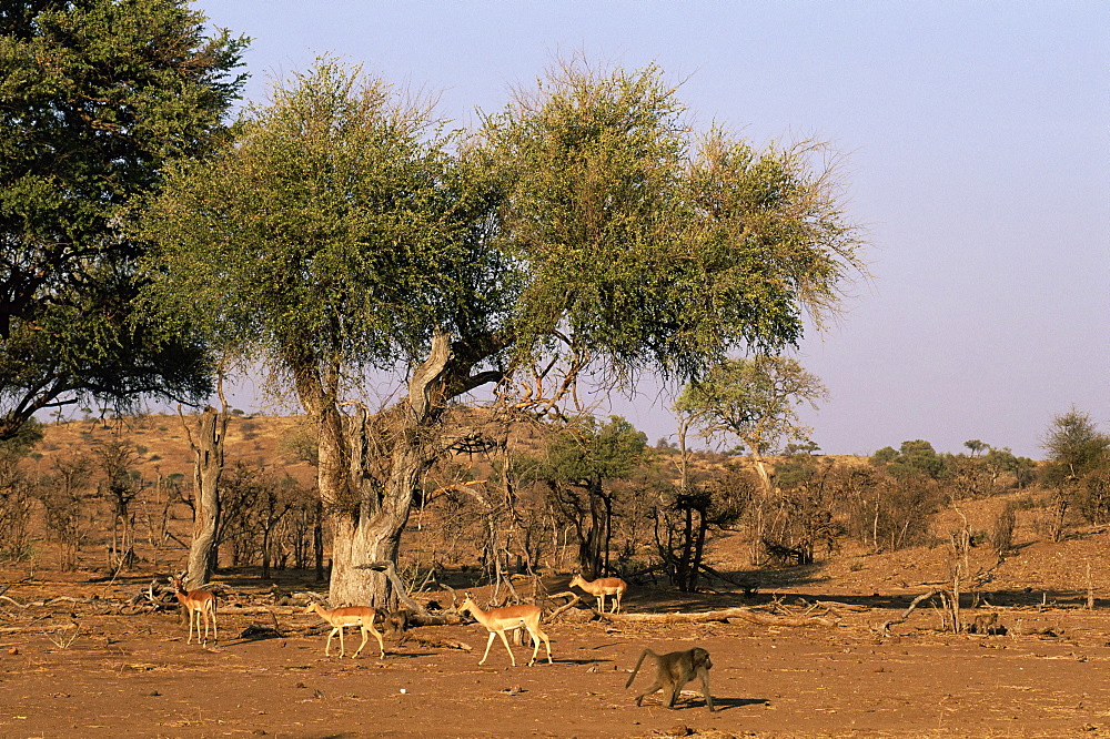 Impala (Aepyceros melampus) and Chacma baboon (Papio ursinus), Mashatu Game Reserve, Botswana, Africa