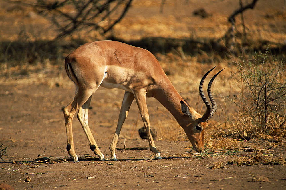 Impala (Aepyceros melampus), Mashatu Game Reserve, Botswana, Africa