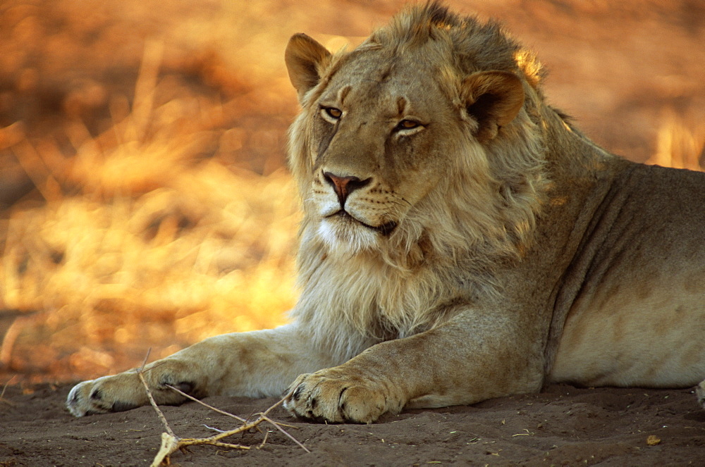 Close-up of a lion (Panthera leo), Mashatu Game Reserve, Botswana, Africa