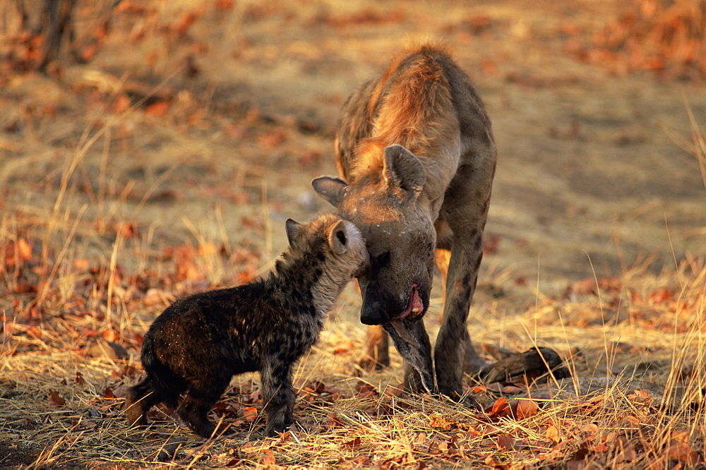 Spotted hyena (Crocuta crocuta) and young, Mashatu Game Reserve, Botswana, Africa