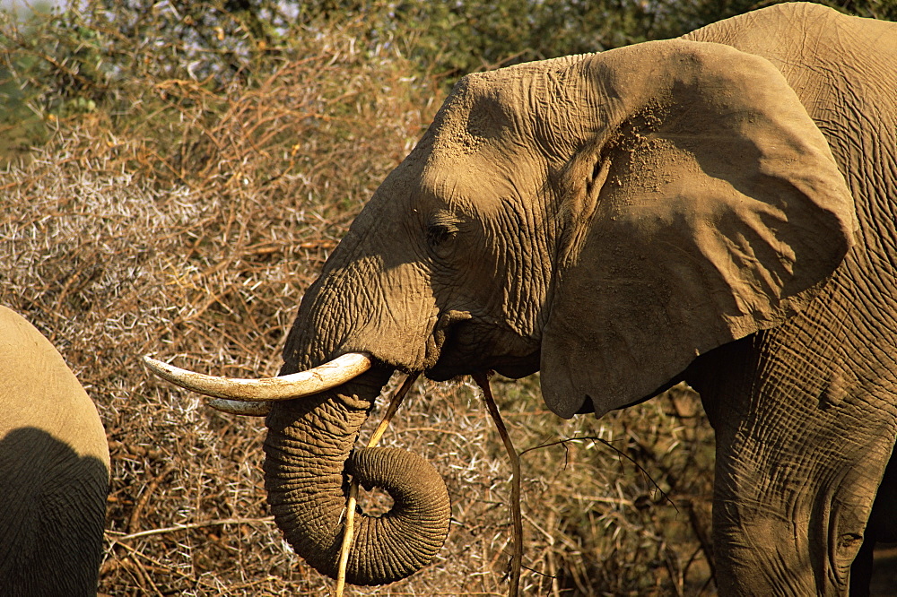 African elephant (Loxodonta africana), Mashatu Game Reserve, Botswana, Africa