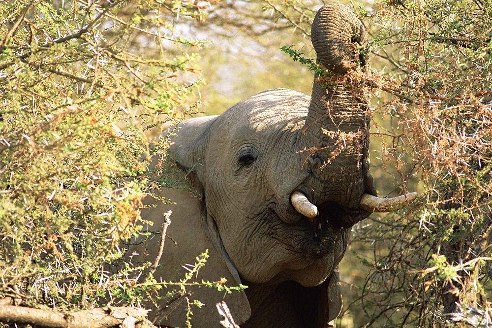 African elephant (Loxodonta africana), Mashatu Game Reserve, Botswana, Africa