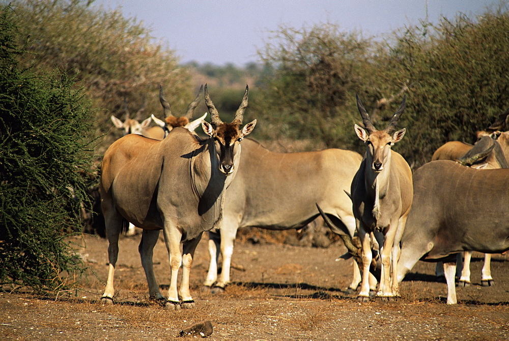 Eland (Taurotragus oryx), Mashatu Game Reserve, Botswana, Africa