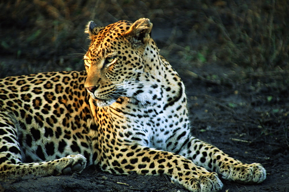 Leopard (Panthera pardus), Mala Mala Game Reserve, Sabi Sand Park, South Africa, Africa