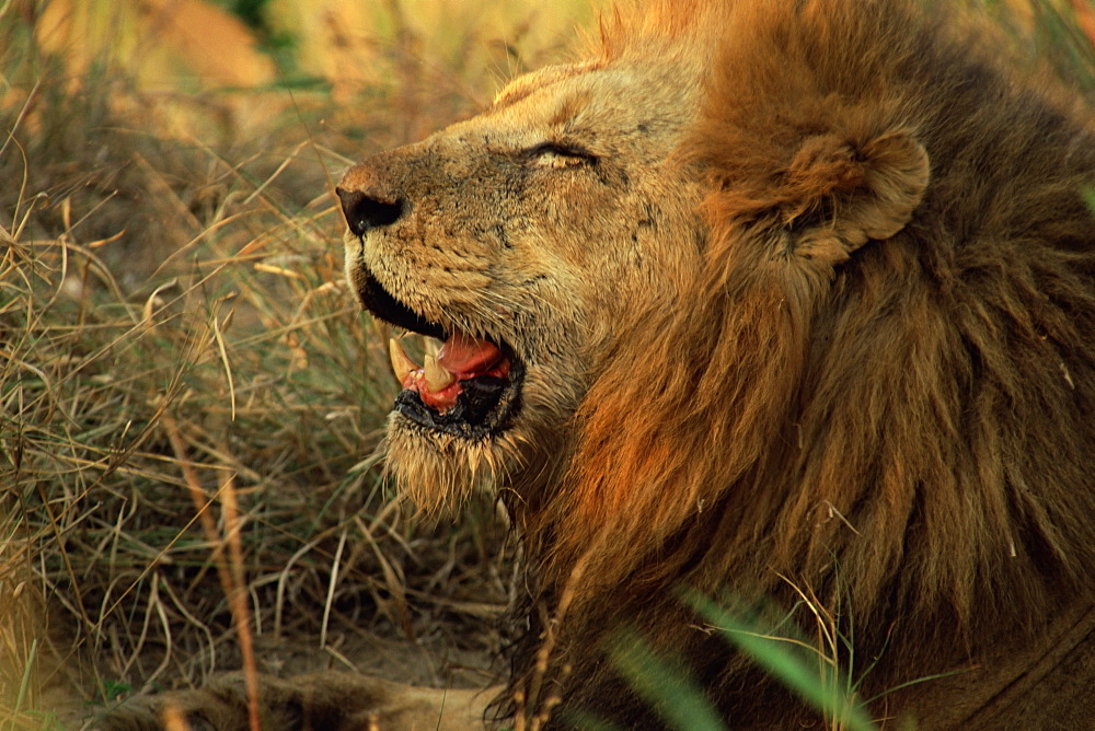 Close-up of a male lion (Panthera leo), Mala Mala Game Reserve, Sabi Sand Park, South Africa, Africa