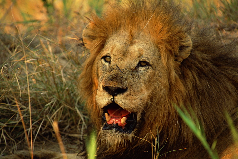 Close-up of a male lion (Panthera leo), Mala Mala Game Reserve, Sabi Sand Park, South Africa, Africa