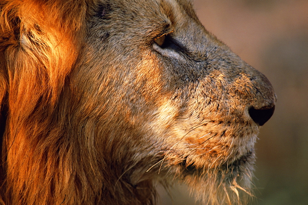 Close-up of a lion (Panthera leo), Mala Mala Game Reserve, Sabi Sand Park, South Africa, Africa