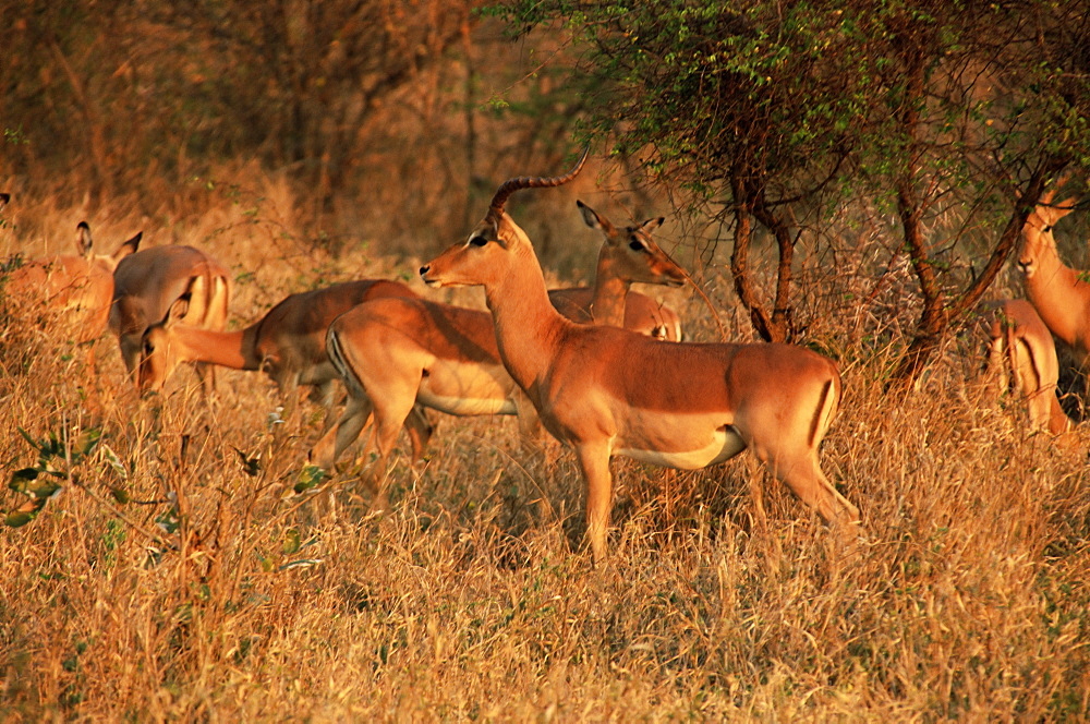 Impala (Aepyceros melampus), Mala Mala Game Reserve, Sabi Sand Park, South Africa, Africa