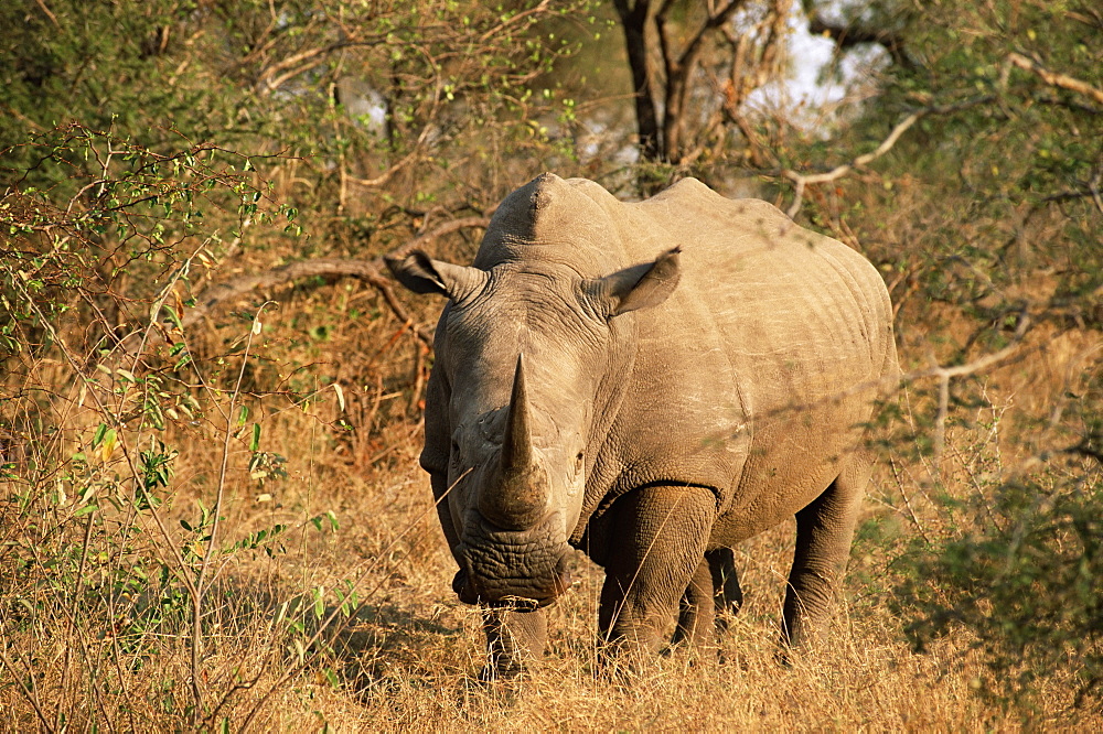 White rhinoceros (Ceratotherium simum), Mala Mala Game Reserve, Sabi Sand Park, South Africa, Africa