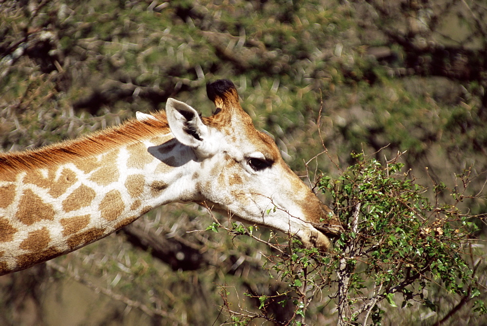 Close-up of a giraffe (Giraffe camelopardalis), Mala Mala Game Reserve, Sabi Sand Park, South Africa, Africa