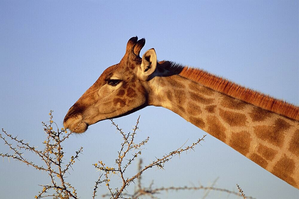 Giraffe eating thorny bush, Giraffa camelopardalis, Kruger National Park, South Africa, Africa