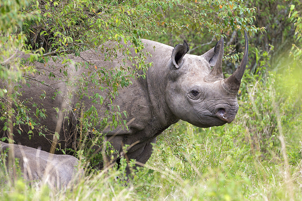 Black rhino (Diceros bicornis), Masai Mara, Kenya, East Africa, Africa