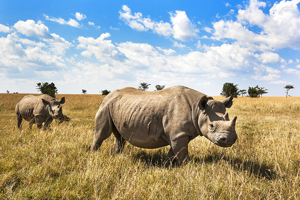 Rhinoceros, Ol Pejeta Conservancy, Laikipia, Kenya, East Africa, Africa