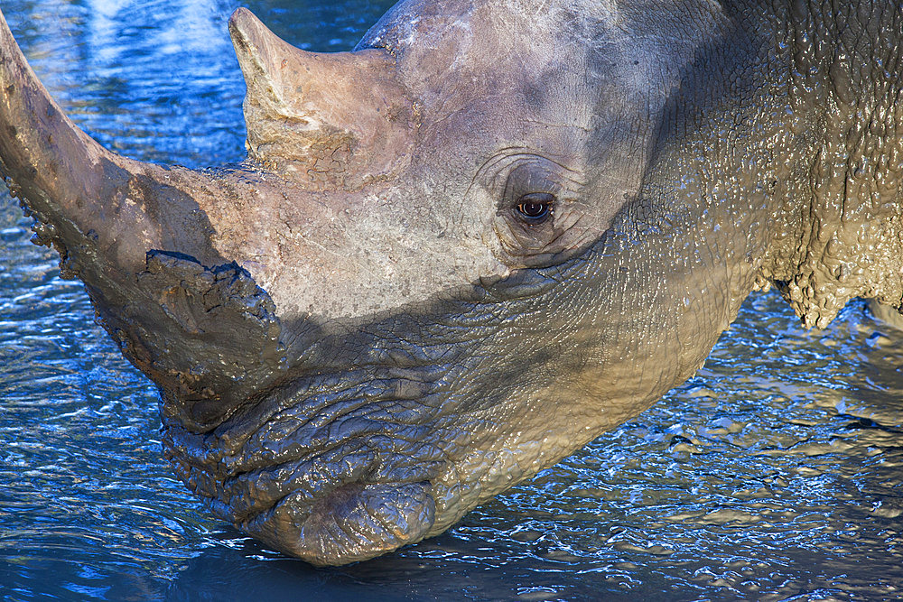 White rhino (Ceratotherium simum) at waterhole, Mkhuze Game Reserve, KwaZulu Natal, South Africa, Africa