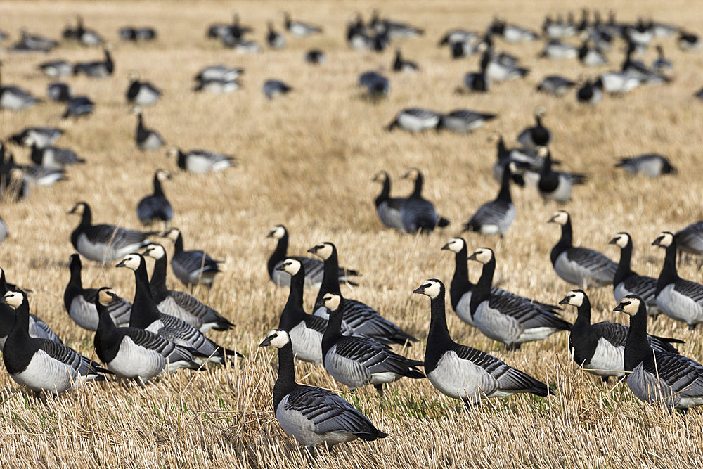 Barnacle geese (Branta leucopsis) in stubble field, Islay, Scotland, United Kingdom, Europe