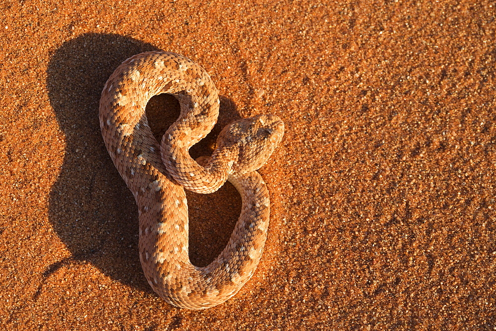 Peringuey's adder (sidewinding adder) (Bitis peringueyi), Namib Desert, Namibia, Africa