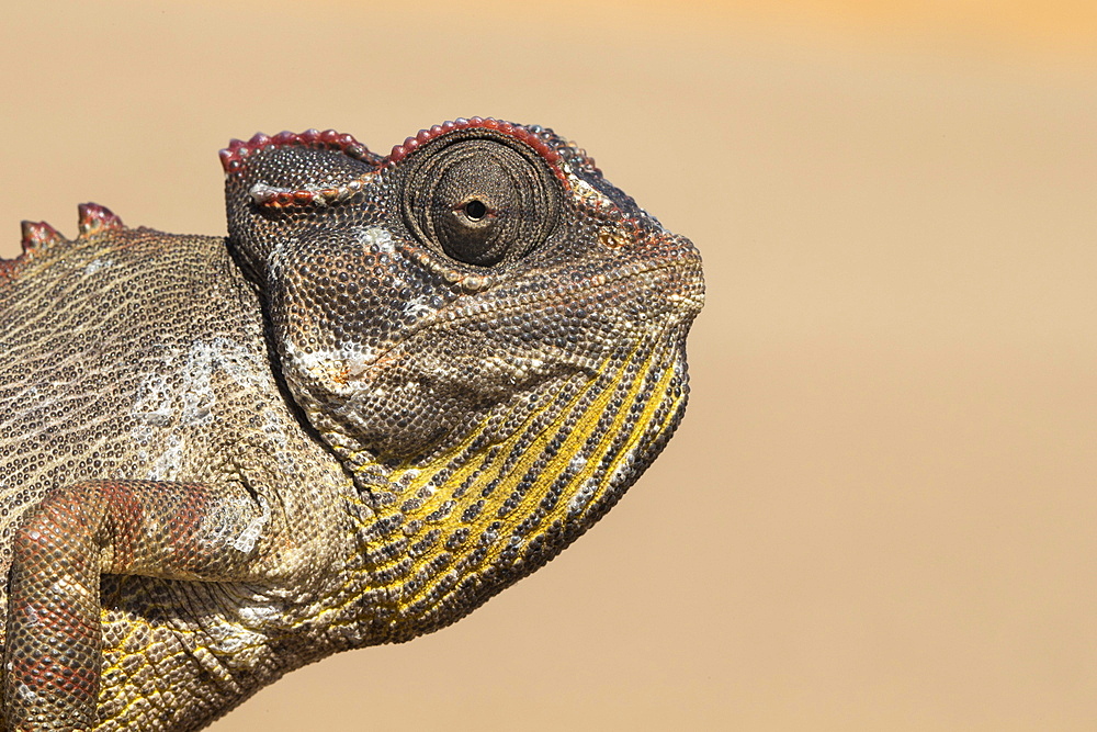 Namaqua chameleon (Chamaeleo namaquensis), Namib Desert, Namibia, Africa