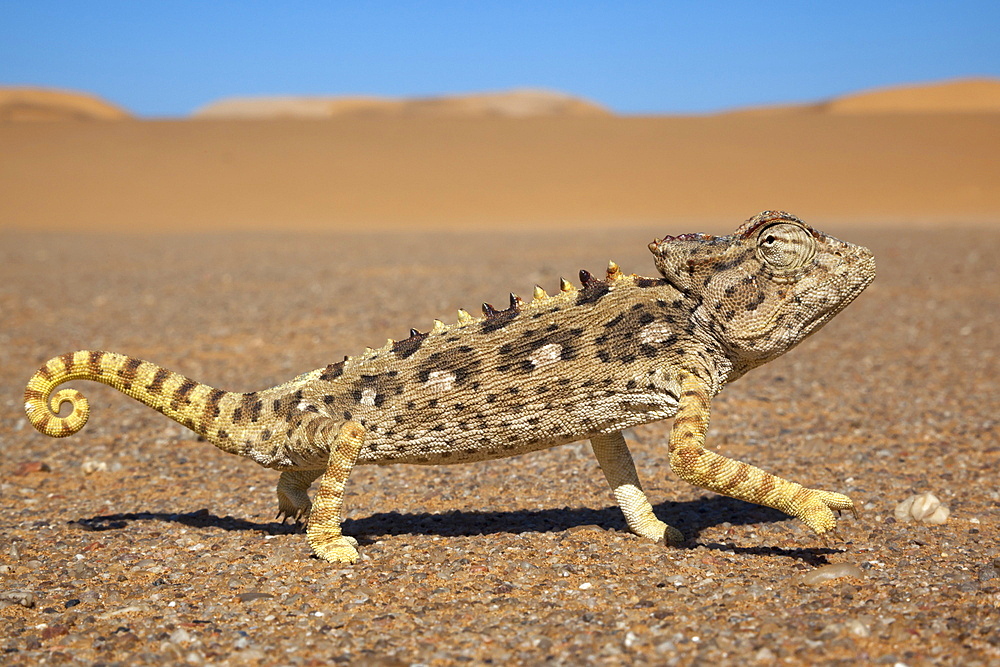 Namaqua chameleon (Chamaeleo namaquensis), Namib Desert, Namibia, Africa