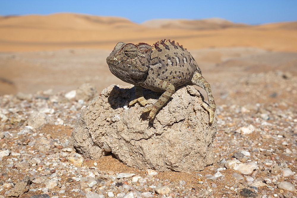 Namaqua chameleon (Chamaeleo namaquensis), Namib Desert, Namibia, Africa