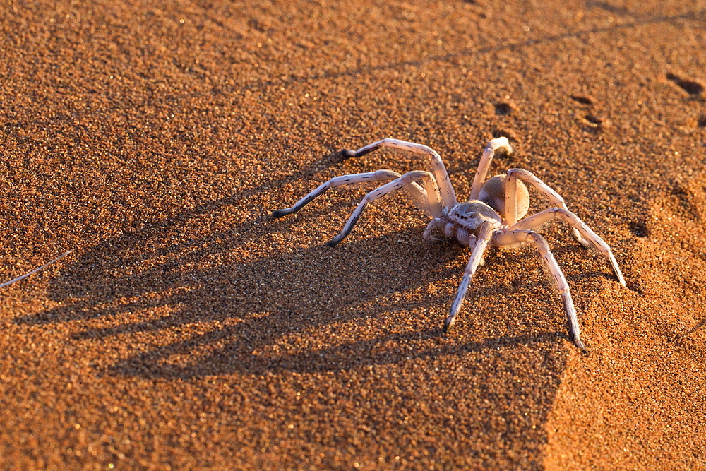 Dancing white lady spider (Leucorchestris arenicola), Namib Desert, Namibia, Africa