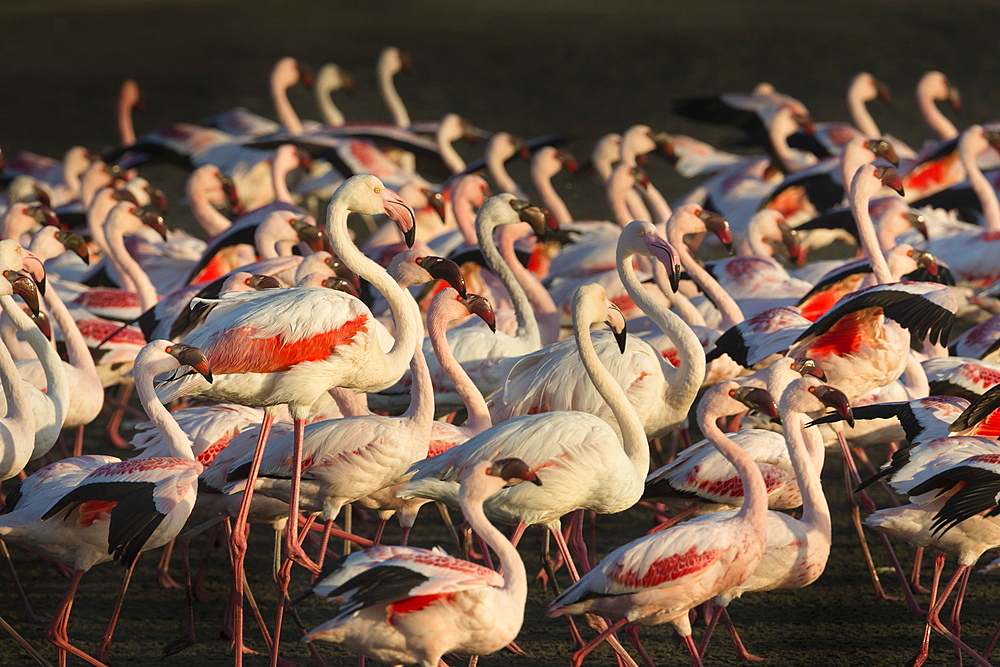 Greater flamingoes (Phoenicopterus ruber) and Lesser flamingoes (Phoenicopterus minor), Walvis Bay, Namibia, Africa