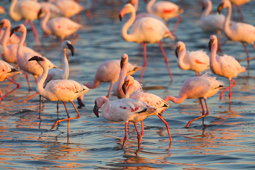 Greater flamingoes (Phoenicopterus ruber) and Lesser flamingoes (Phoenicopterus minor), Walvis Bay, Namibia, Africa