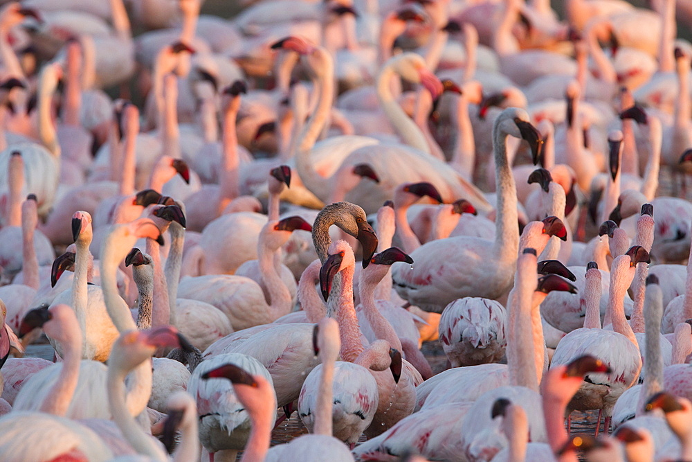 Greater flamingoes (Phoenicopterus ruber) and Lesser flamingoes (Phoenicopterus minor), Walvis Bay, Namibia, Africa