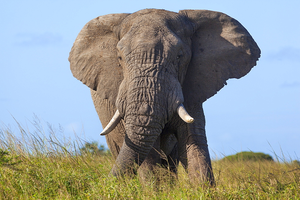 African elephant bull (Loxodonta africana), Phinda private game reserve, KwaZulu Natal, South Africa, Africa