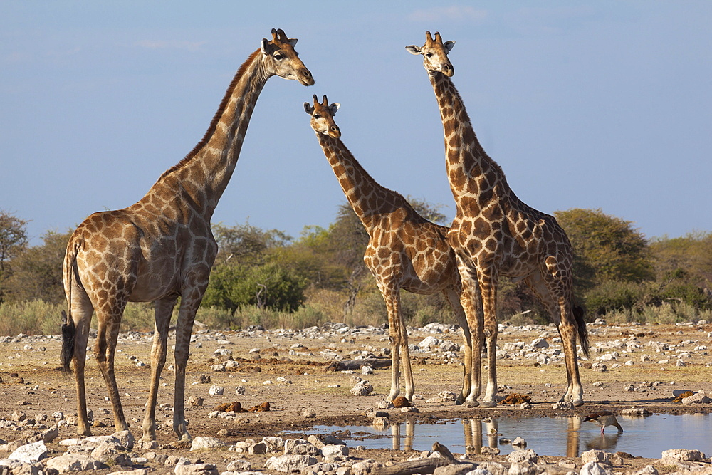 Giraffe (Giraffa camelopardalis) gathered at waterhole, Etosha National Park, Namibia, Africa