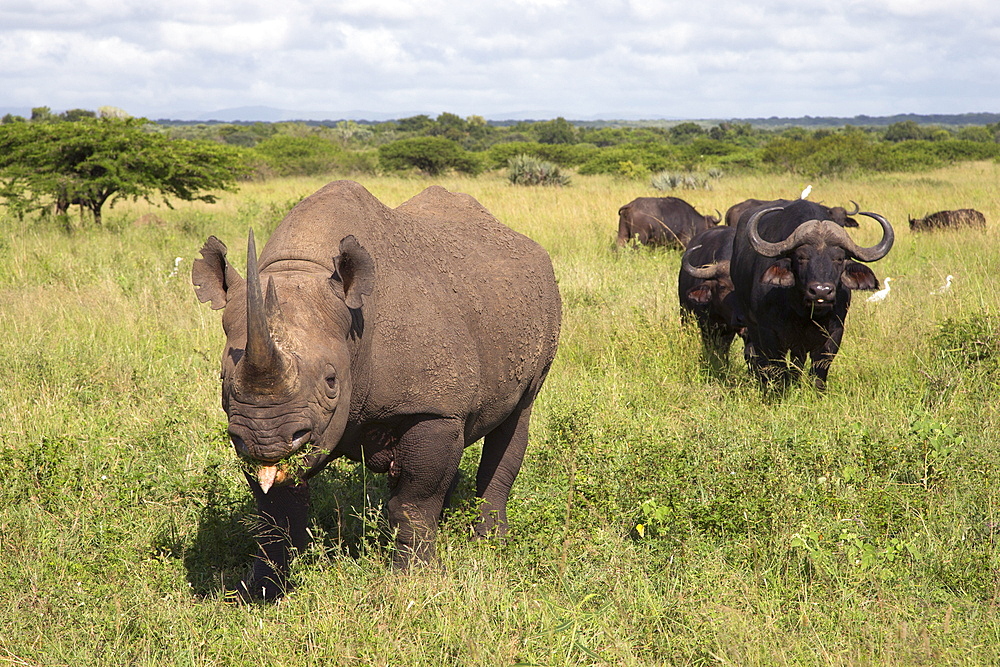 Black rhino (Diceros bicornis) male, Phinda private game reserve, KwaZulu Natal, South Africa, Africa