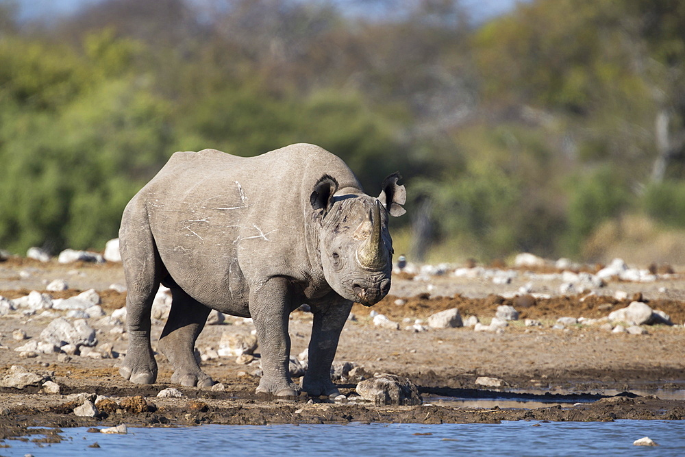 Black rhino (Diceros bicornis), Etosha National Park, Namibia, Africa