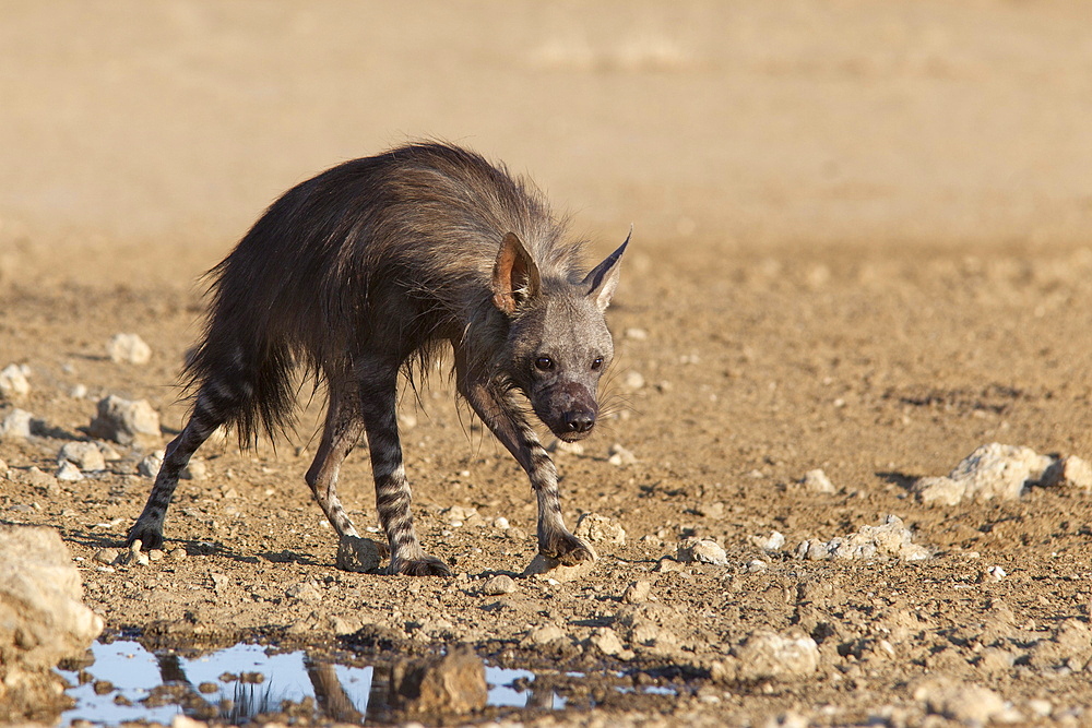 Brown hyena (Hyaena brunnea), Kgalagadi Transfrontier National Park, Northern Cape, South Africa, Africa