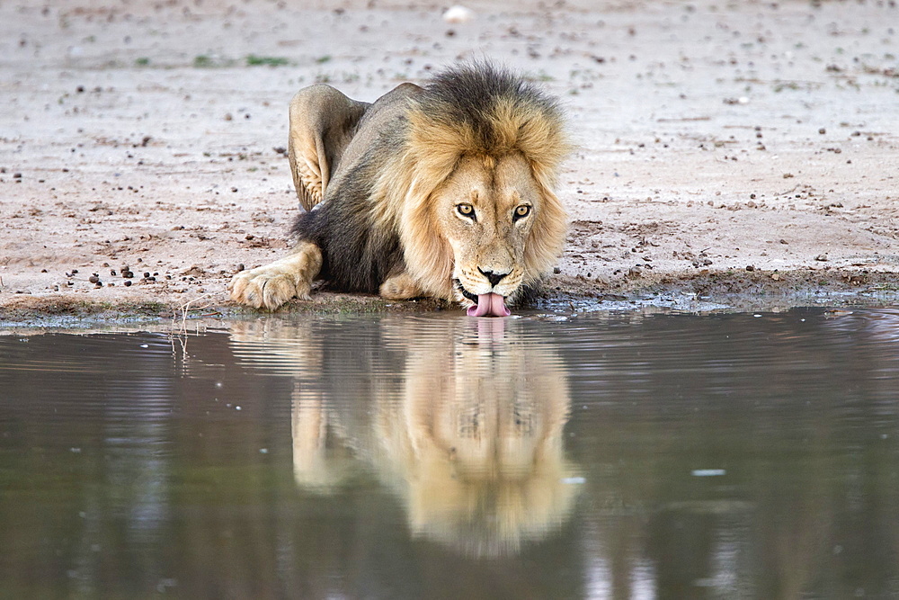 Lion (Panthera leo) drinking, Kgalagadi Transfrontier Park, South Africa, Africa