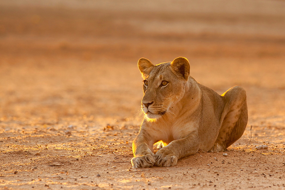 Lioness (Panthera leo), Kgalagadi Transfrontier Park, South Africa, Africa